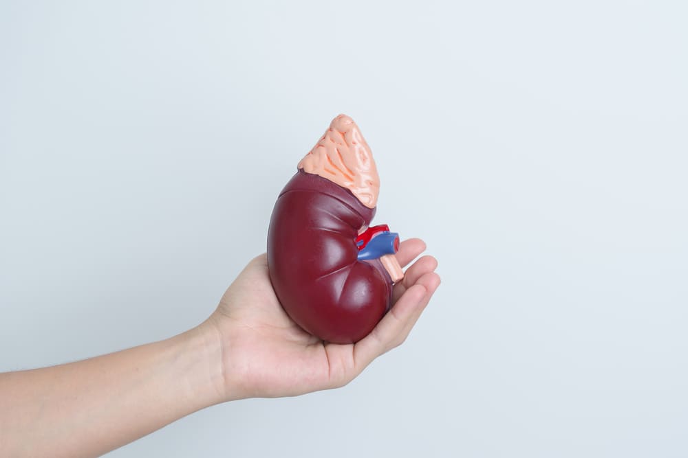 Read more about the article Transplantasi Organ di Korea Selatan: Cara dan Syarat
