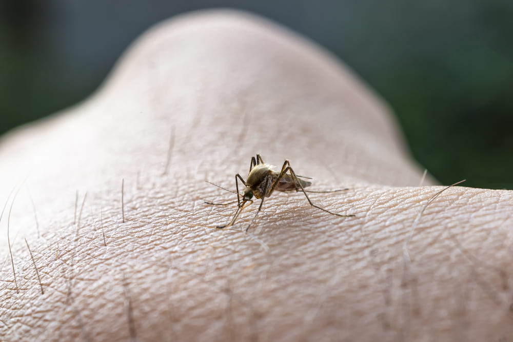 Read more about the article Malaria: Gejala, Penyebab, dan Penanganan