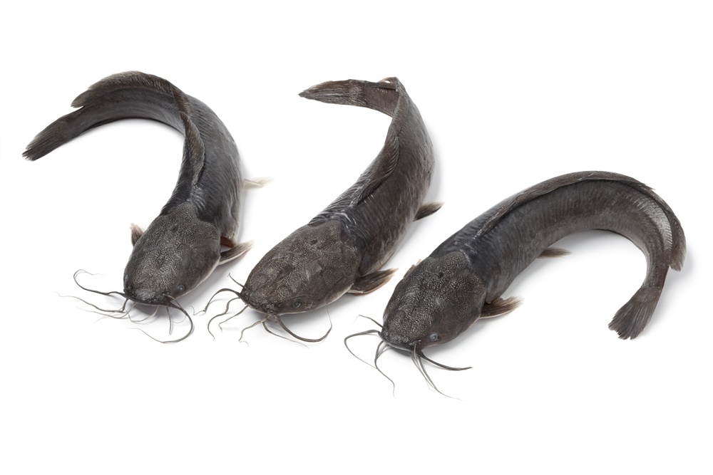 Read more about the article 5 Ikan Lokal Bergizi Tinggi sebagai Alternatif Salmon