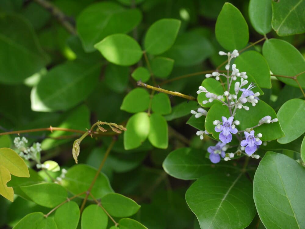 Read more about the article Daun Legundi: Kandungan dan Ragam Manfaat