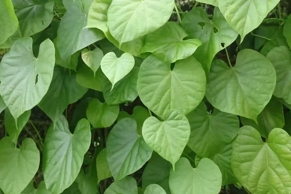 Mengenal Tanaman Herbal Brotowali: Obat Tradisional yang Bermanfaat untuk Kesehatan Anda