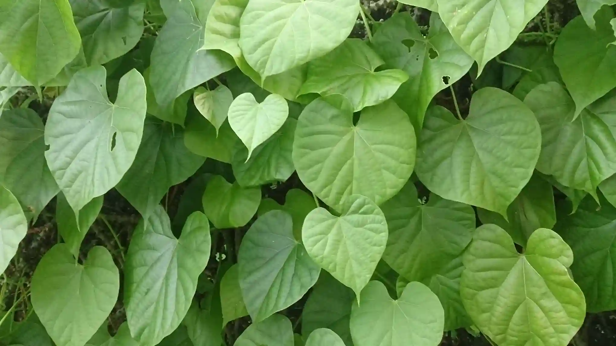 Read more about the article Mengenal Tanaman Herbal Brotowali: Obat Tradisional yang Bermanfaat untuk Kesehatan Anda