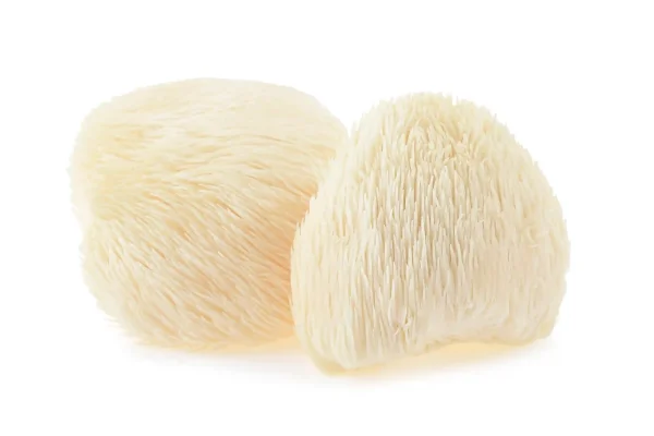 Apa Manfaat Jamur Lion’s Mane untuk Kesehatan Otak?