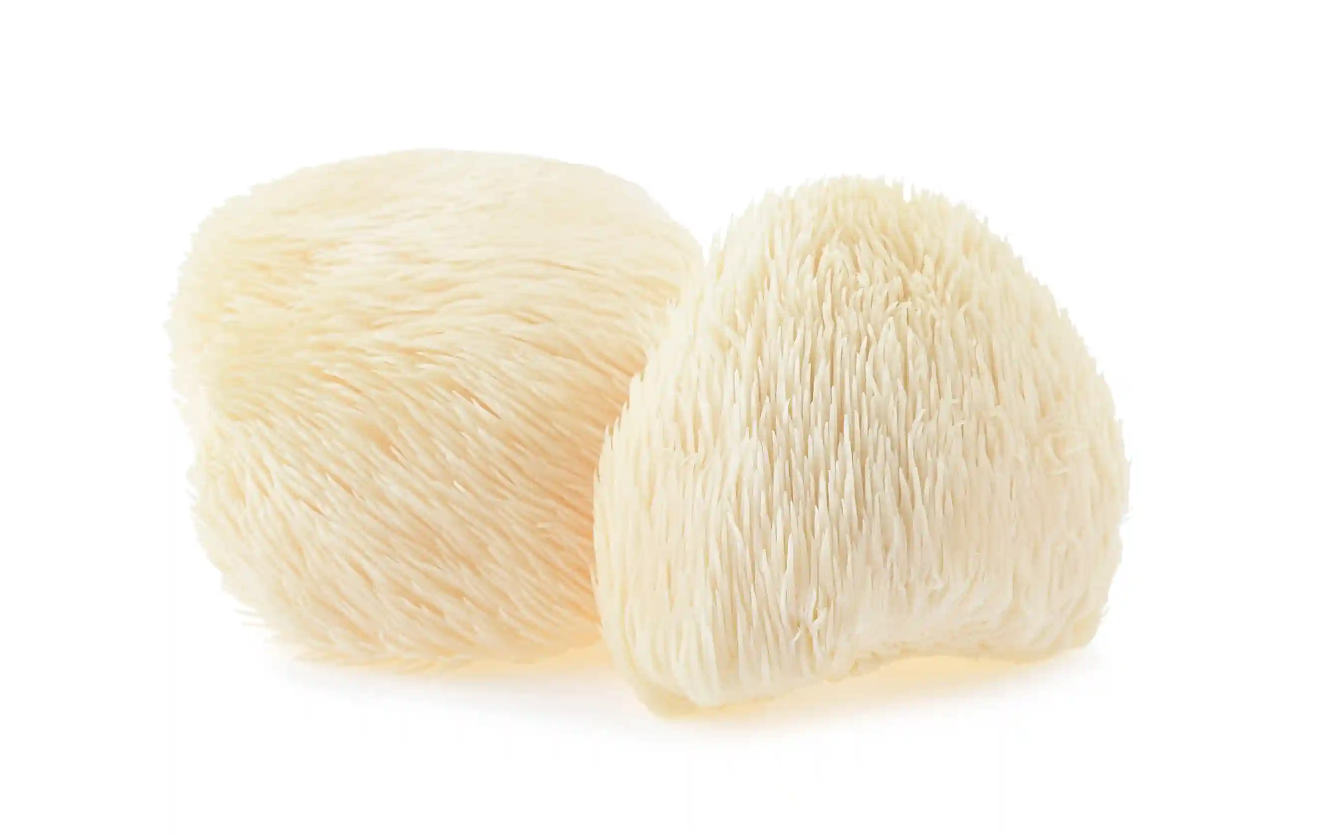 Read more about the article Apa Manfaat Jamur Lion’s Mane untuk Kesehatan Otak?